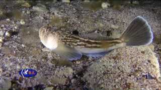 Звездочет морская корова Uranoscopus scaber Atlantic stargazer [upl. by Asilanom]