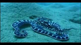 Most intelligent Mimic Octopus in the world [upl. by Alison]