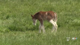 Warm Springs Ranch in Missouri welcomes new Budweiser Clydesdale foal [upl. by Yblek]