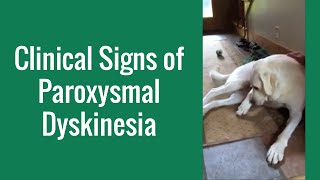 Clinical Signs of Paroxysmal Dyskinesia in a Dog  Merck Veterinary Manual [upl. by Enailil]