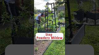 How to stop powdery mildew garden gardening shorts [upl. by Aillemac419]