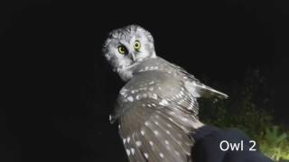 Tengmalms owl Pärluggla Aegolius funereus 2160p [upl. by Airetnohs779]