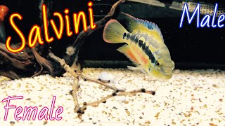 Salvini cichlids male or female [upl. by Wilt637]