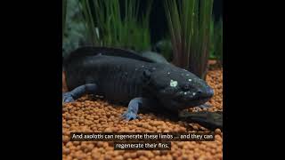 Lifeform of the Week Axolotls [upl. by Lenahc]