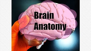 Brain Anatomy [upl. by Calhoun618]