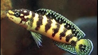 редкие аквариумные рыбки из Танганьики Юлидохромис Марлиера Julidochromis marlieri [upl. by Kimbell]