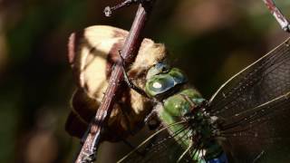 Dragonfly  Emperor Dragonfly consumes a moth [upl. by Fernandez]