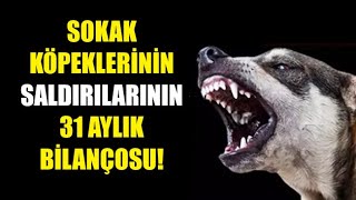 KÖPEK SALDIRILARININ 31 AYLIK BİLANÇOSU [upl. by Joelle]