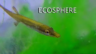 FISH ECOSPHERE [upl. by Atolrac81]