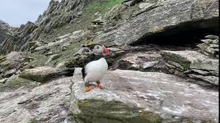 Puffin talk Skellig Michael [upl. by Bringhurst]