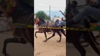 Saloum Saloum cavallo horse senegal [upl. by Aidnyc339]