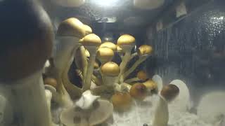 MUSHROOMS TIMELAPSE [upl. by Atival]