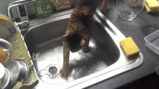 Bengal Cats strange behaviour with water [upl. by Analra]