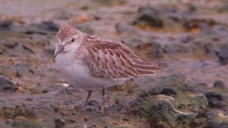 Rednecked Stint [upl. by Ardeed]