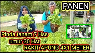 HIDROPONIK RAKIT APUNG RZ JONCTION 37 HSS [upl. by Tonie]