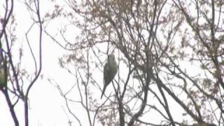 Wild Monk Parakeets In New Haven Connecticut [upl. by Hellah]