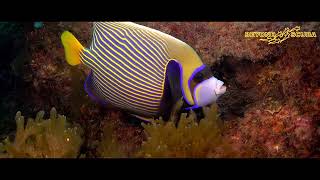 Emperor Angelfish Pomacanthus imperator [upl. by Euqilegna762]