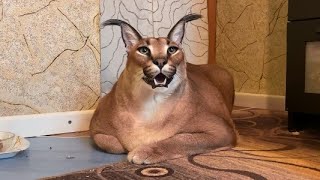 Big Floppa Hissing and Kerr  Caracal [upl. by Aseyt]