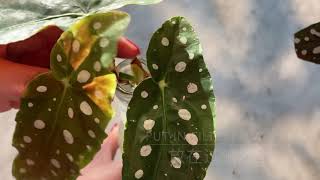 Propagating Begonia Maculata Wightii  鳟鱼海棠扦插 [upl. by Gilmore]