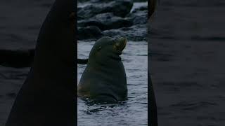 🌊Lobos Marinos en Galápagos [upl. by Betz]