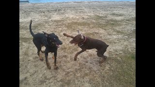 Beauceron amp Dobermann [upl. by Adiazteb836]