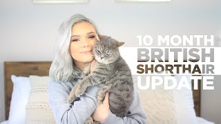 10 MONTH BRITISH SHORTHAIR CAT UPDATE  Reasons To Own One [upl. by Margherita236]