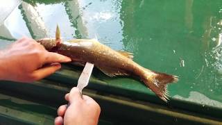 HOW TO FILLET A WALLEYE  Neat trick for removing rib cage bones [upl. by Eugenia743]