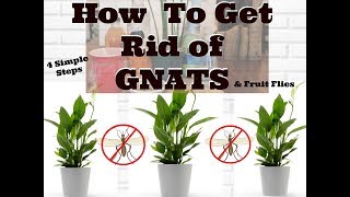 How to Get Rid of Gnats in Houseplants [upl. by Quintie]