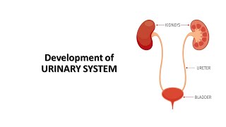 Development of urinary renal system Prof Dr Md Ashfaqur Rahman [upl. by Ahsikram101]