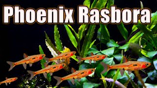 A Tiny Fish You NEED Phoenix Rasbora Care and Breeding [upl. by Lad545]