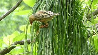 Redbilled quelea enrichment [upl. by Saree]