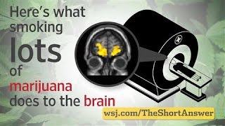 Marijuana Heavy Users Risk Changes to Brain [upl. by Bajaj]