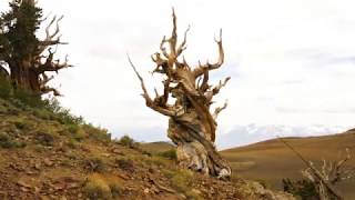 Ancient Bristlecone Pine Forest Near Big Pine CA [upl. by Irmgard621]