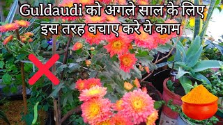 गुलदावदी को अगले साल के लिए इस तरह बचाए  How to Save Guldaudi Plant Next Year Full Information [upl. by Lezlie128]