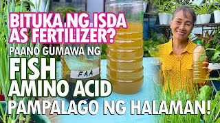 BITUKA NG ISDA AS FERTILIZER PAMPALAGO NG HALAMAN Fish Amino Acid Fertilizer Tutorial [upl. by Lusar]