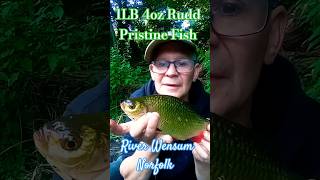 1LB 4oz Rudd River Wensum Pristine condition never been caught fishing fish riverfishing [upl. by Ten]