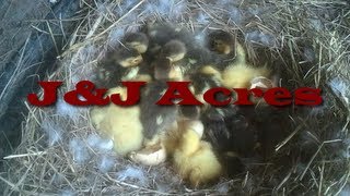 Muscovy Duckling Hatching  03302013 [upl. by Vez740]