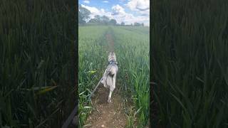 Stay on the tramlines please husky [upl. by Selrahcnhoj3]