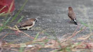 20240929 高雄旗津舊高字塔白喉文鳥 Indian Silverbill [upl. by Cortney]