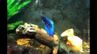 Pesce combattente  Fighting fish [upl. by Esdnil554]