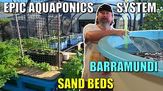 Owens EPIC Aquaponics System  Sand beds Swamp Beds Barramundi  MORE [upl. by Gearard]