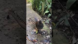 Lyrebird Imitating Other Birds [upl. by Edurtreg]