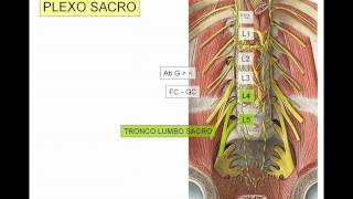 INERVACION DE MIEMBRO INFERIOR 5 [upl. by Nilreb]