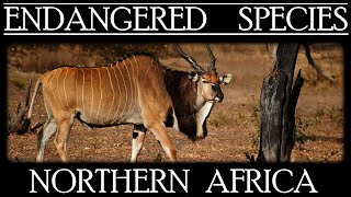 Endangered Species in Northern Africa [upl. by Erdda]