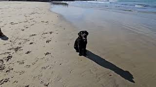 Bailey  10 months  Labrador [upl. by Geraint]