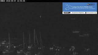 CBMWC Dolphin Watch Live 20240901 [upl. by Ain793]