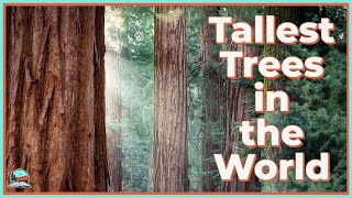 How California Redwoods Grow So Tall [upl. by Sixela539]