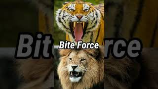 African Lion Vs Bengal tiger  AnimalFacts972  short shortvideo viralvideo lion vs tiger [upl. by Achilles536]