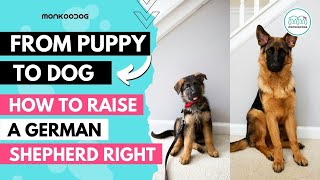 How to raise a German Shepherd 🐕‍🦺 puppy Health Nutrition amp Training Complete Guide [upl. by Lennad]