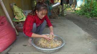 Harvesting Fish From Wild Lakes With Nets Catch Fish Go To The Village Sell  Ly Thanh Chinh [upl. by Otter]